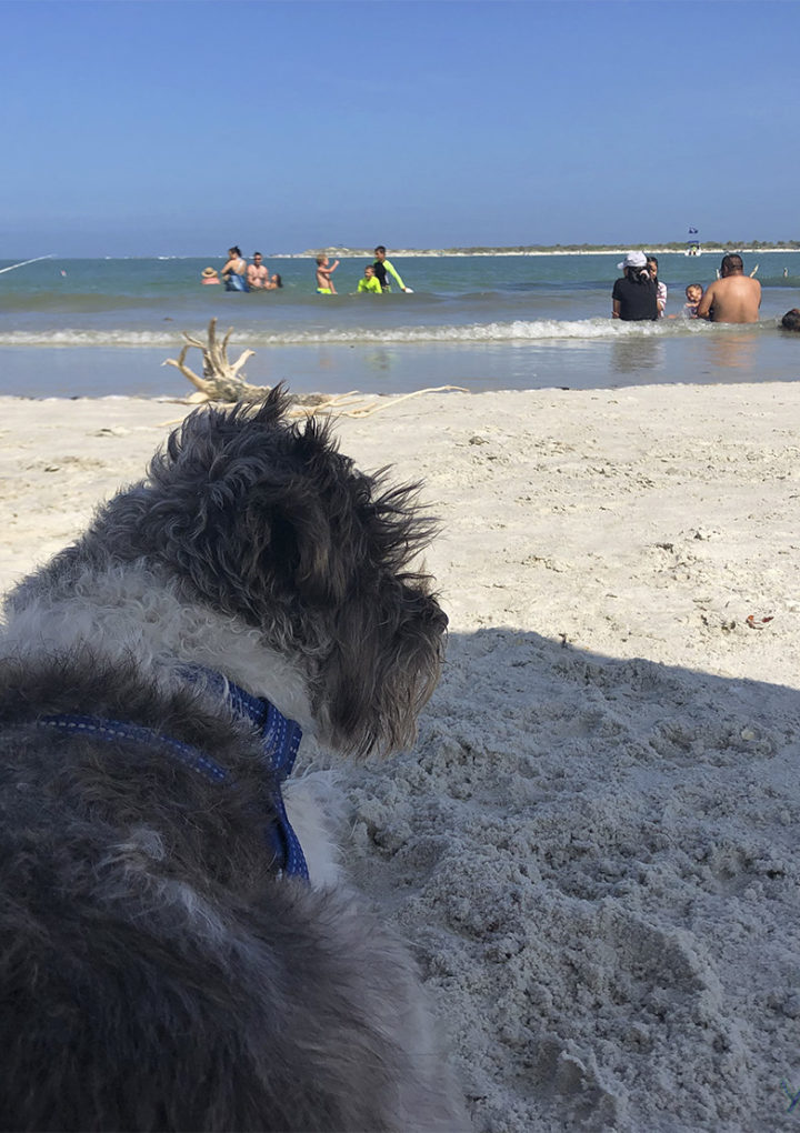 Ponce Inlet – Dog beach